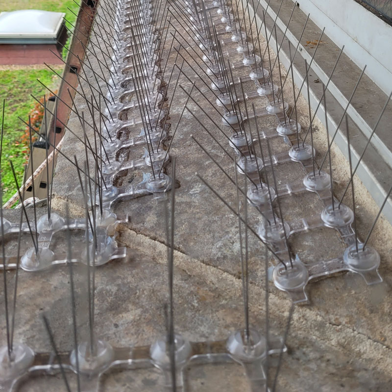 Dépigeonnage dans le Val de Marne (94) et en Ile de France