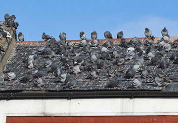 Dépigeonnage à Vincennes (94300) dans le Val de Marne (94)